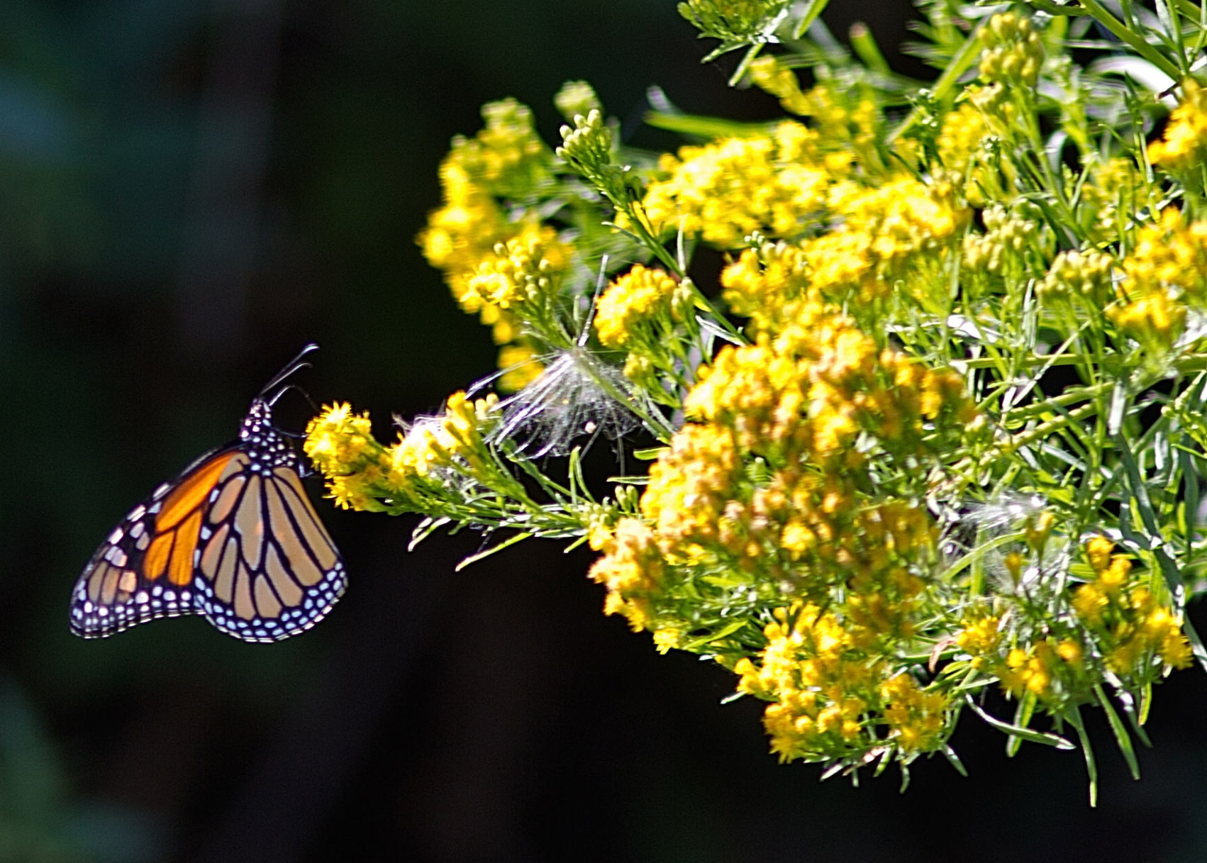 Tagging monarch butterflies